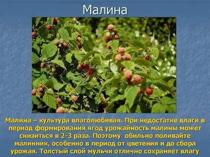 Малина какая культура