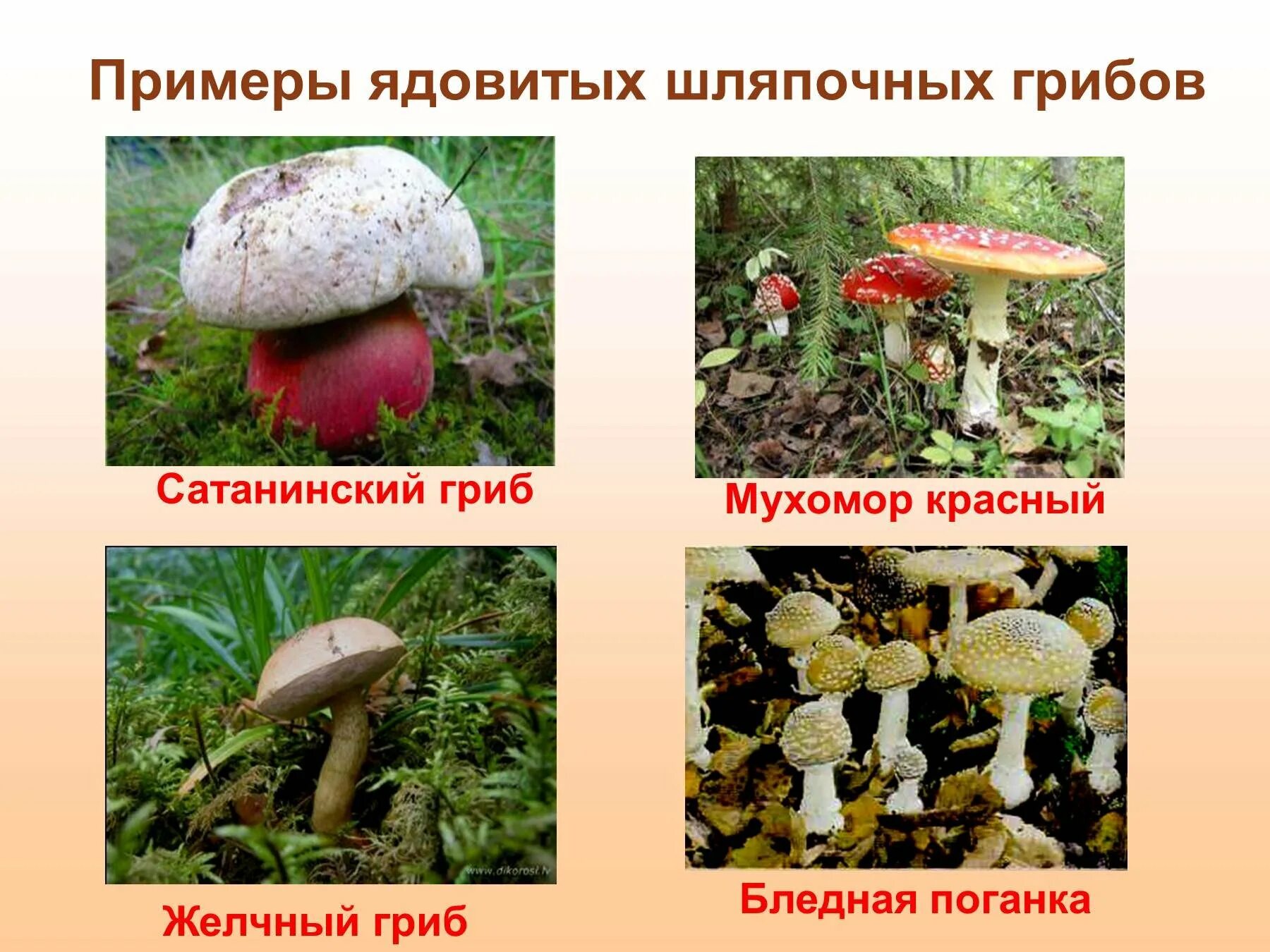 Какие грибы называют шляпочными 7 класс. Несъедобные грибы Шапочные. Несъедобные Шляпочные грибы. Несъедобные Шляпочные грибы названия. Не ядовитые Шляпочные грибы.
