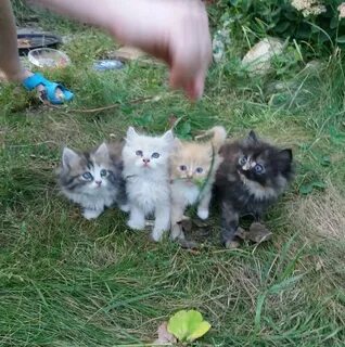Котят которых продают