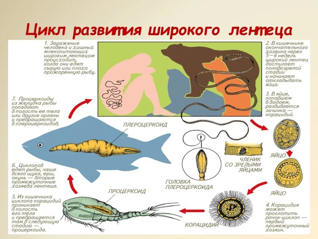 Жизненный цикл лентецов. Широкий лентец цикл развития. стадии развития широкого лентеца. жизненный цикл широкого лентеца. широкий лентец жизненный цикл.