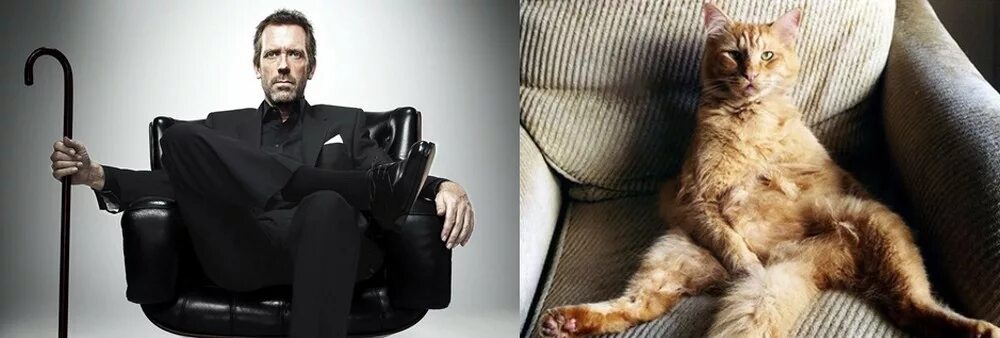 Кот режиссер. Котик в кресле. кот в голливуде. кот в кинотеатре.