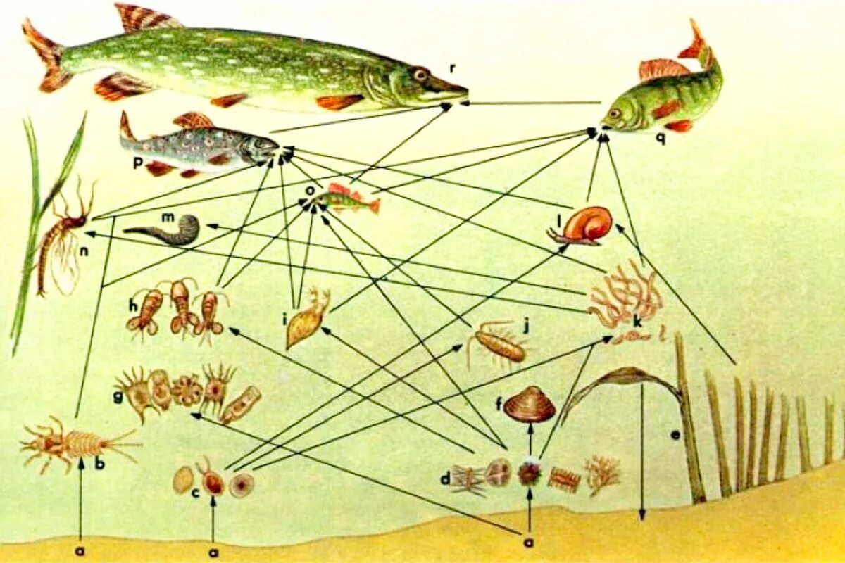 Пищевая сеть экосистемы озера. Пищевая цепь биоценоза водоема. Пищевая сеть пресного водоема. Пищевая цепочка рыб.