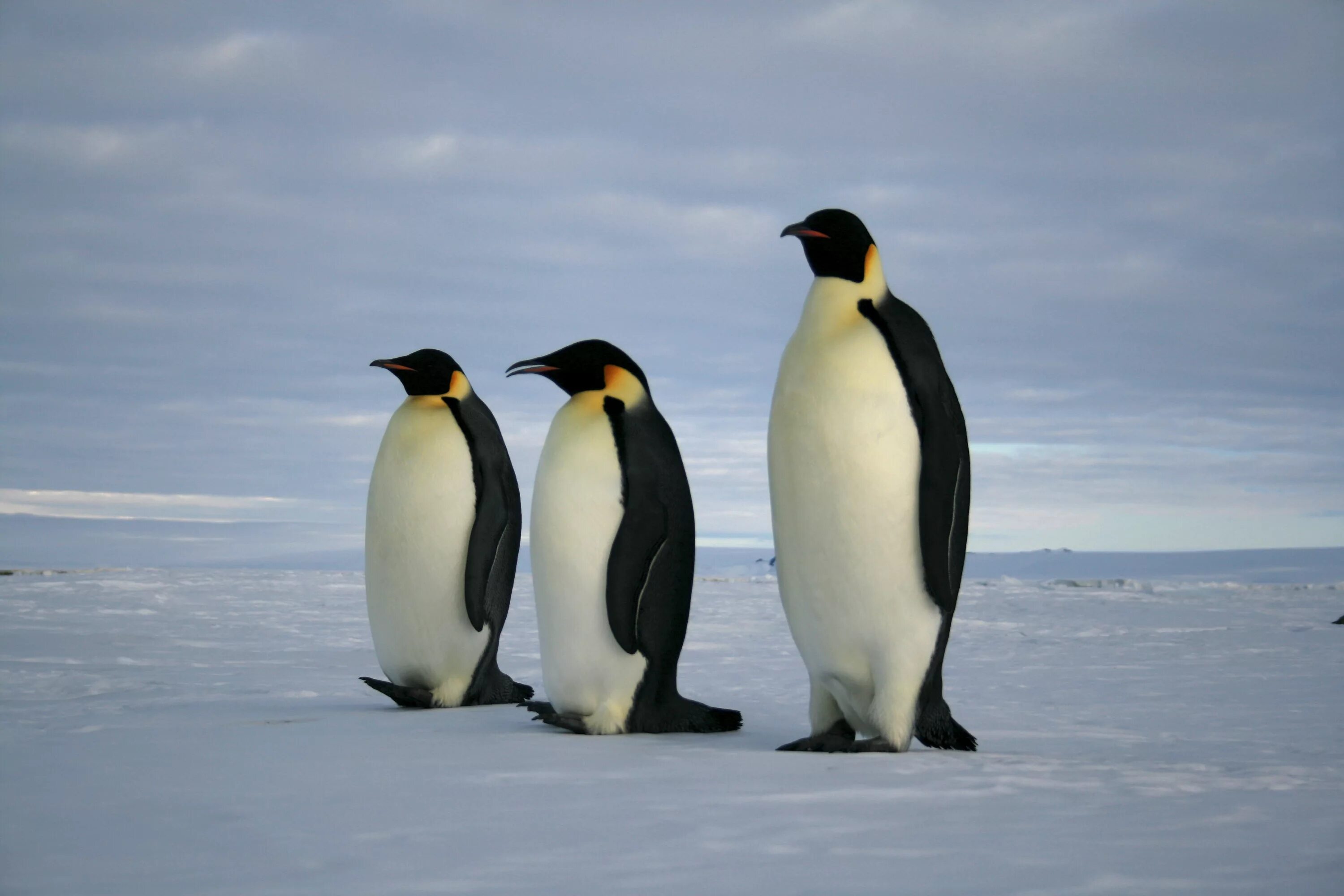 Emperor penguin. Императорский Пингвин Aptenodytes forsteri. Императорский Пингвин в Антарктиде. Королевский Пингвин в Антарктиде. Пингвин Королевский или Императорский.