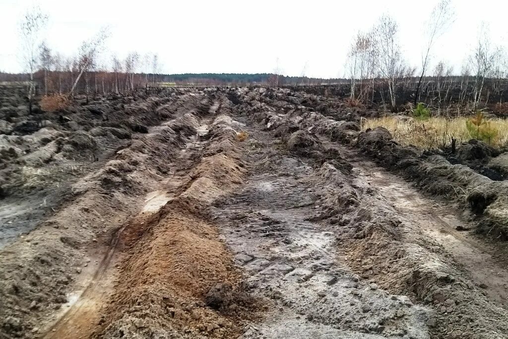 Почвы под лесные культуры. Лесные культуры на склоне. Чернореченские разрезы. Подготовка почвы под лесные культуры. Центрлесхоз луховицкий ступинский.