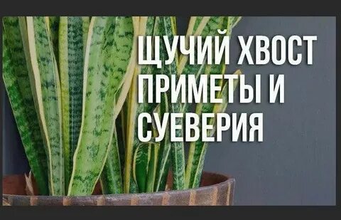 Щучьи приметы
