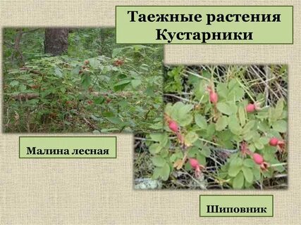 Шиповник и жимолость