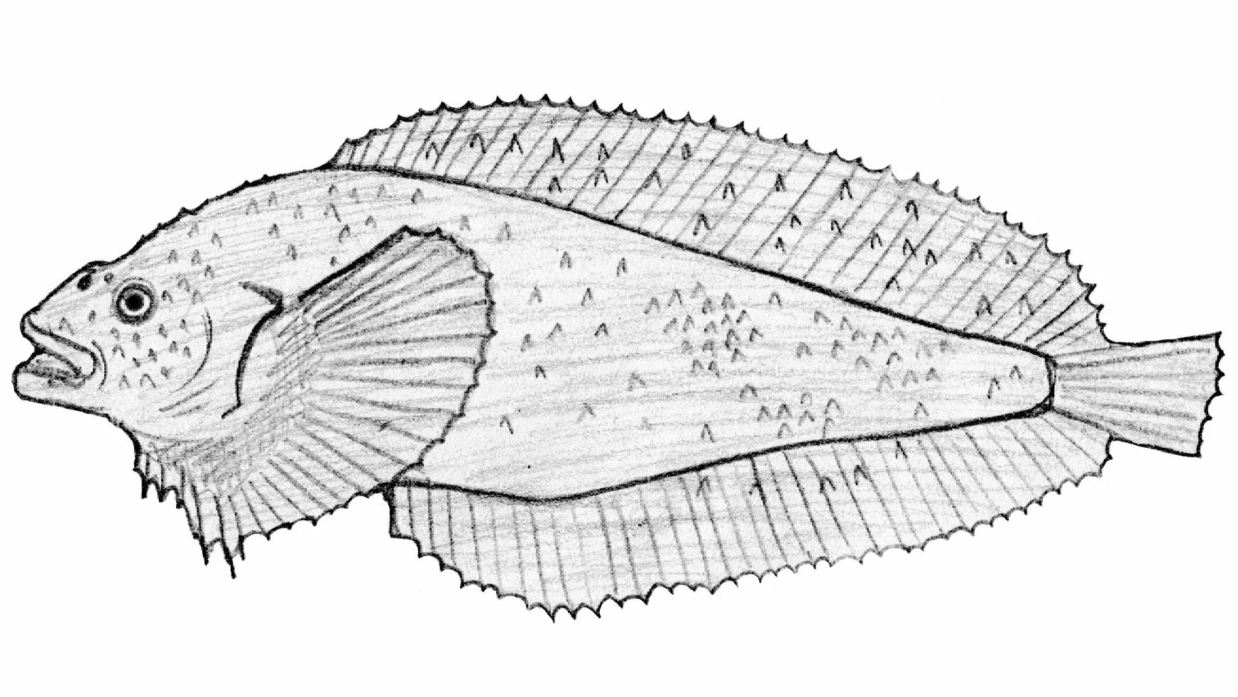 Липарис рыба. Липаровая рыба. Липаровая рыба. Рыба липарис охотский. Careproctus longifilis.