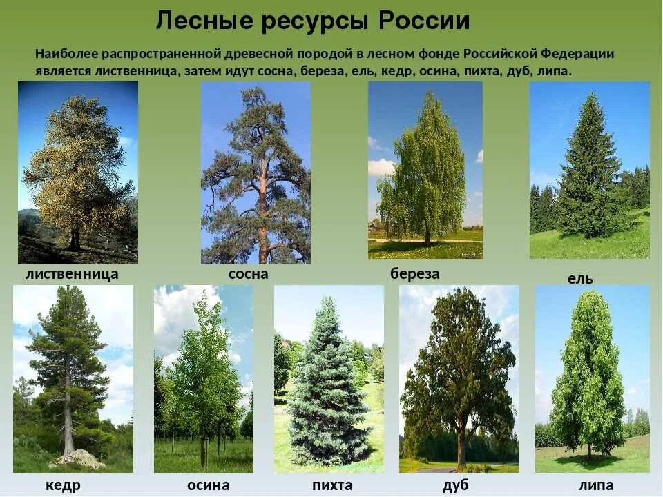 Сосна какая экологическая группа