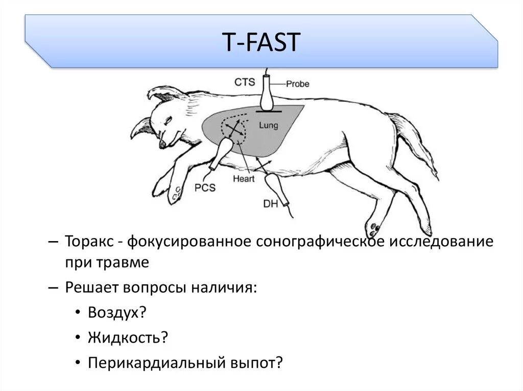 Fast протокол УЗИ для животных. Fast протокол при травме. Протокол т фаст. Fast протокол