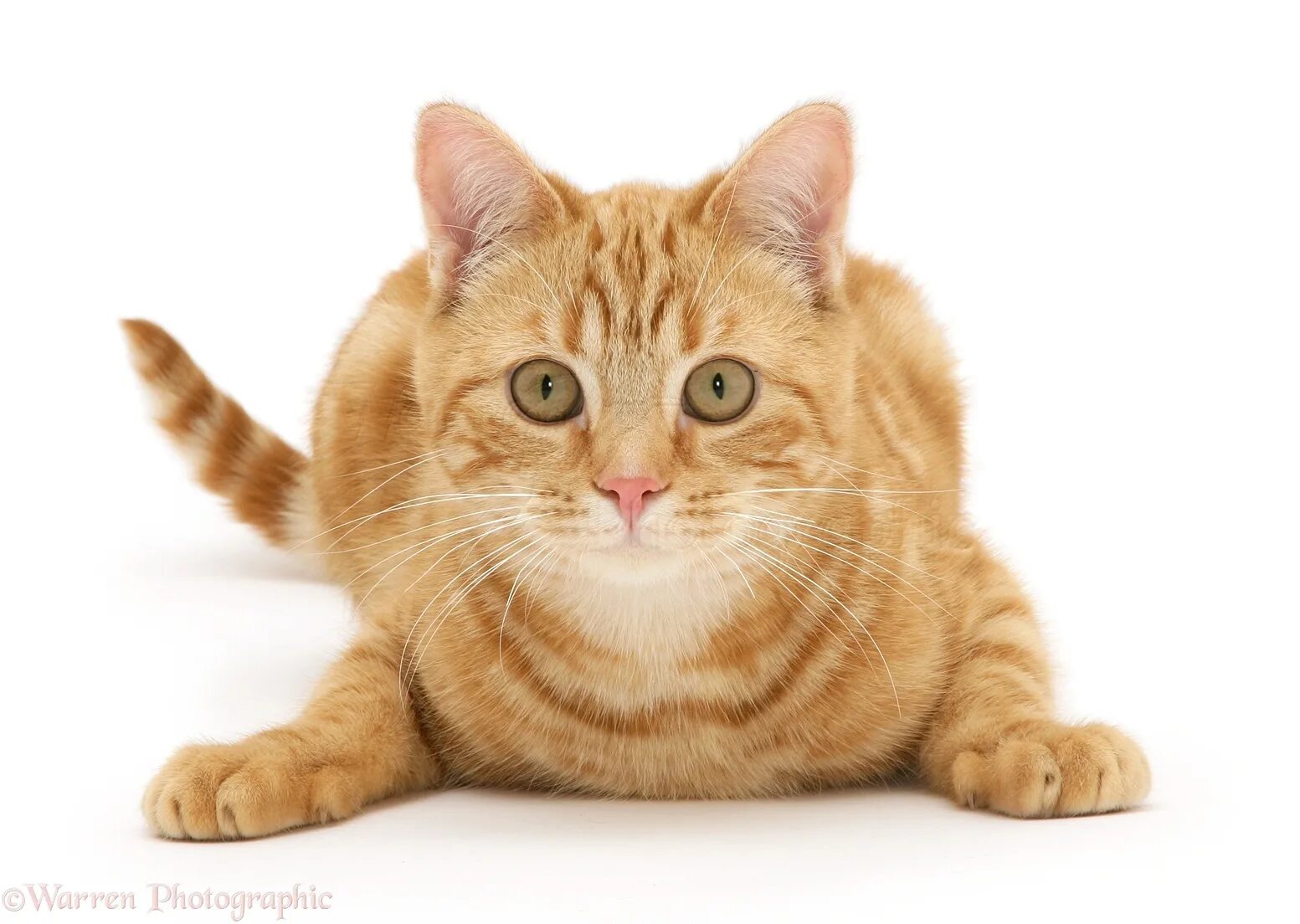 I m a cat