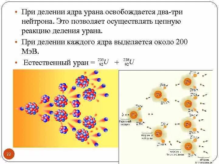 Деление ядер урана цепная реакция деления. Схема деления ядер урана. Схема развития цепной реакции деления ядер урана. Цепная реакция деления ядер урана 235.