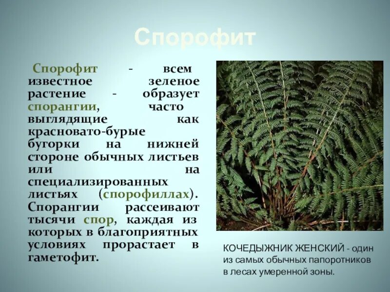 Что развивается в бурых бугорках. Спорофит папоротника. Спорофит и гаметофит папоротника. Спорофит цветковых растений. Как выглядит спорофит
