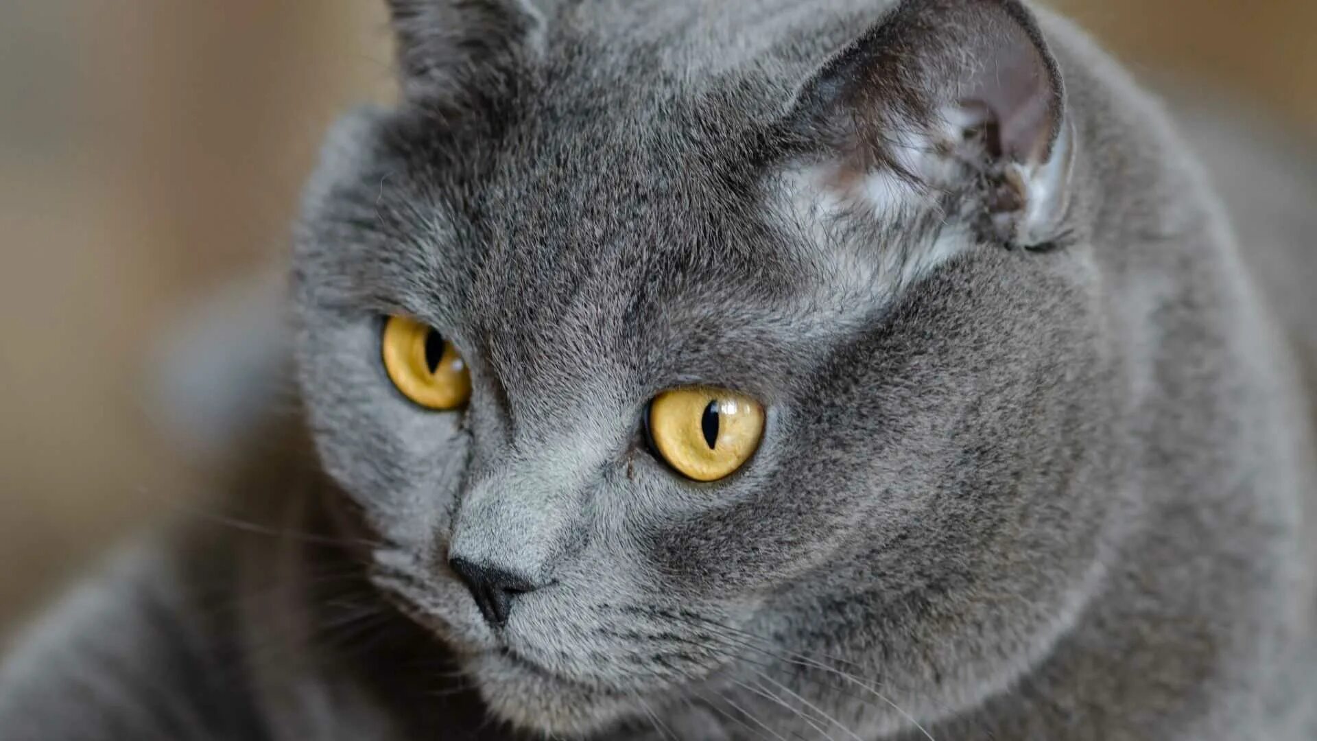 Порода серой кошки с серыми глазами. Британская короткошёрстная кошка шартрез. Картезианская кошка британец. Скоттиш шартрез. Корат шартрез Картезианская кошка.