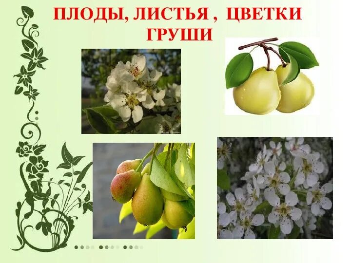 Груша группа культурных растений. Грушевое дерево. Яблони и груши. Культурные растения груша. Презентация плодовые деревья.