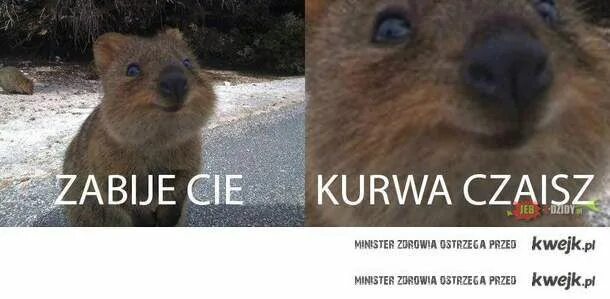 Kurwa фото. Kurwa Мем. O kurwa Мем. Чайка kurwa.