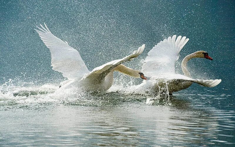 Стая лебедей. Лебеди на море. Лебеди в небе. Плывем два белых. Лебедь в полете.
