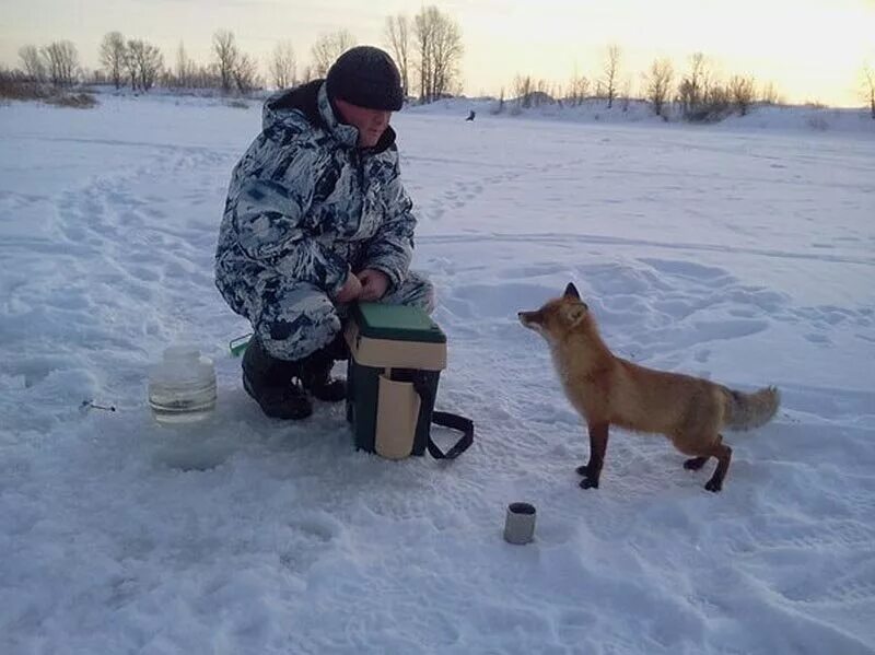 Зимняя рыбалка лисичка. Лиса ворует рыбу. Лиса на рыбалке. Лиса украла рыбу. Лиса кольский полуостров.