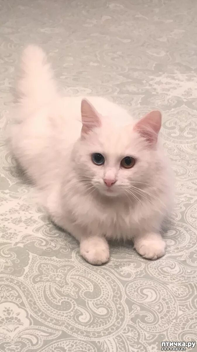 турецкая алиса. алиса турция бассейн. алиса адамова турция. пробуждение: великие сельджуки се. эльчин хатун сельджуки.