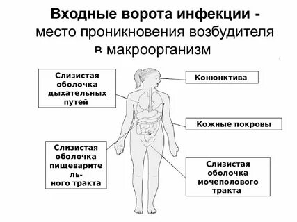 Учение об инфекции микробиология