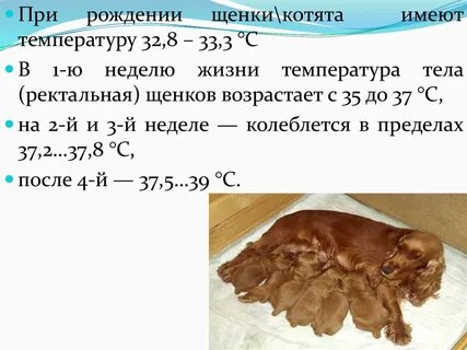 Какая температура щенка
