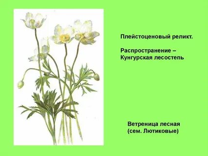 Растения пермского края занесенные в красную