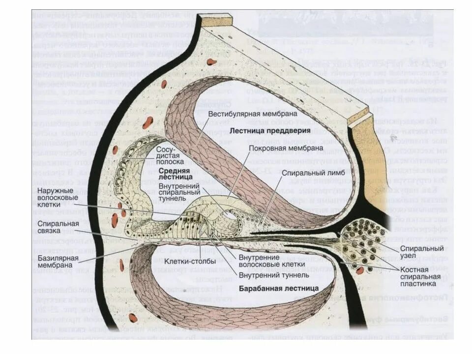 Клетки волосков улитки. Внутреннее ухо улитка гистология. Строение улитки уха. Строение улитки внутреннего уха в разрезе. Спиральный орган внутреннего уха.