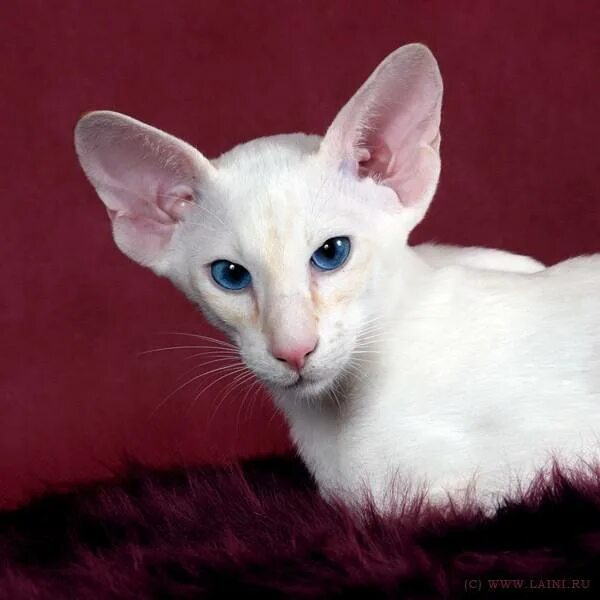 Кот Ориентал. Ориентальная длинношерстная кошка. Порода кошек с большими ушами.