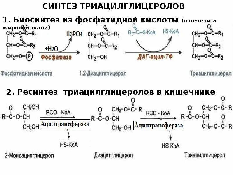 27 синтезы. Синтез триацилглицеринов биохимия. Синтез триацилглицеролов из фосфатидной кислоты. Синтез жира из фосфатидной кислоты. Синтез из фосфатидной кислоты биохимия.