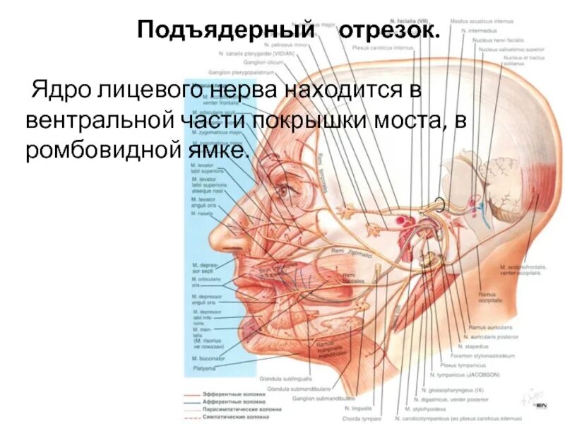Лицевой нерв является. Периферический нейрон лицевого нерва. лицевой нерв анатомия ядра. строение двигательного ядра лицевого нерва. лицевой нерв расположение ядер.