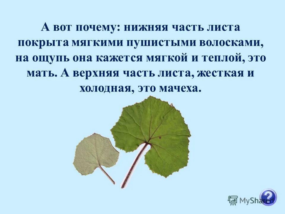 Почему нижние ветки у сосны отмирают а у ели живут долго. Конвекция определение. Почему у сосны нижние ветви отмирают а у ели нет. Быть нижним почему. Промышленная машина петляет снизу.