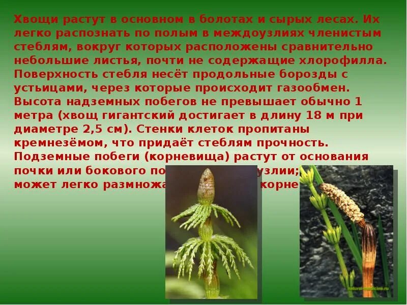 Плауновидные и Хвощевидные 7 класс. Подотдел Хвощевидные. Отдел Хвощевидные презентация. Хвощи презентация.