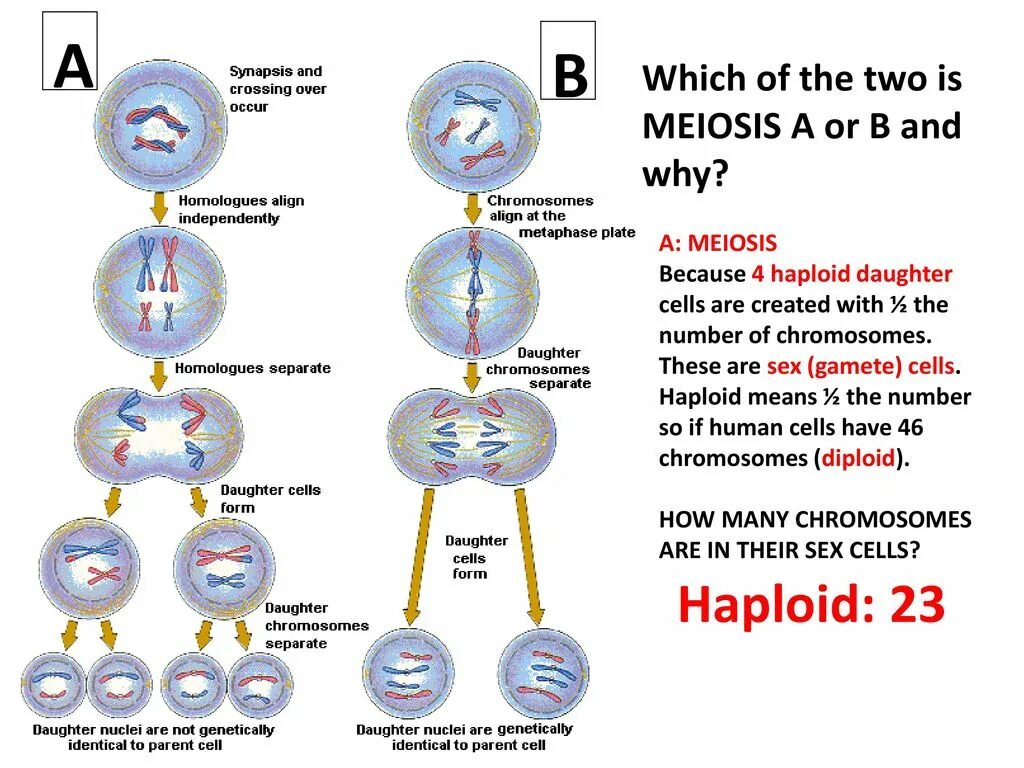 Самостоятельная мейоз. Mitosis and Meiosis. Meiosis vs Mitosis. Митоз и мейоз. Митоз схема.