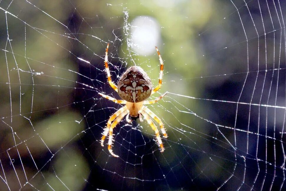 У пауков прикрепленный образ жизни. Паутина паука крестовика. Крестовик обыкновенный паук. Паук крестовик плетет паутину. Паук крестовик маленький.