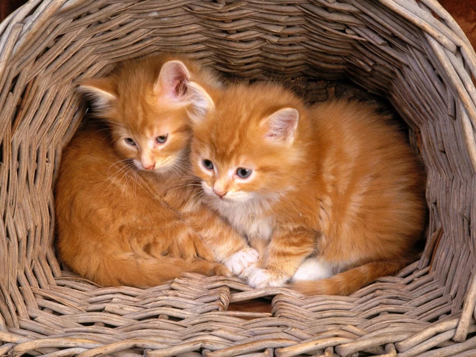 К чему снятся котята маленькие красивые. Рыжий котёнок. Котики в корзинке. Рыжие коты. Красивые котята.