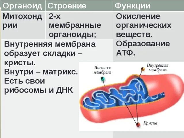 Каковы строение и функции митохондрий. Митохондрии строение и функции. Особенности строения митохондрии. Митохондрии строение органоида. Митохондрии особенности строения и функции.