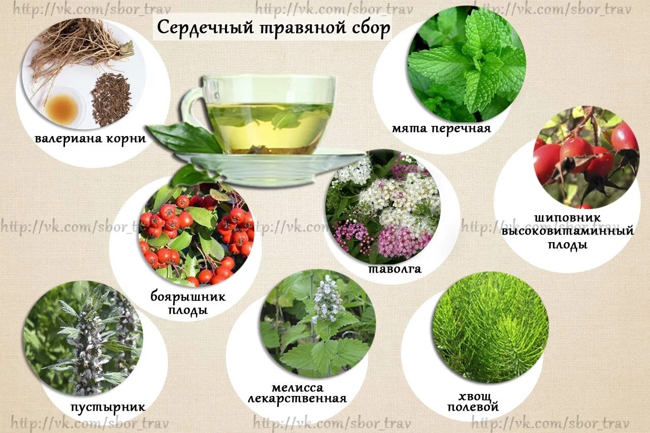 Добавляйте в блюда как можно больше зелени