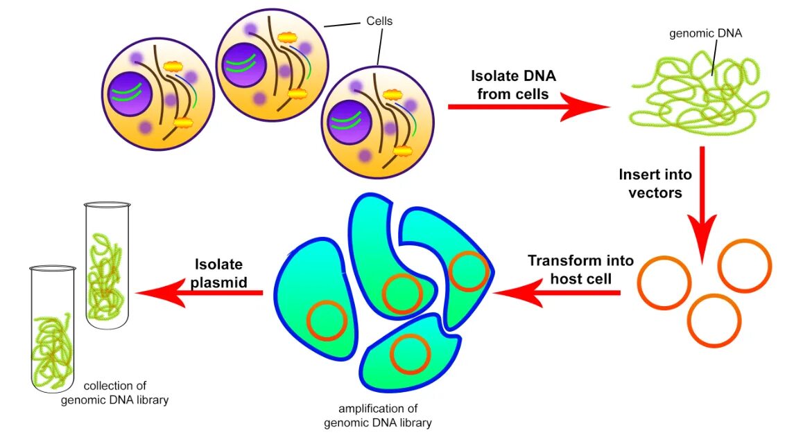 Genome testing. Геномика это в биологии. Структурная протеомика. Genomic library. Структурная протеомика.