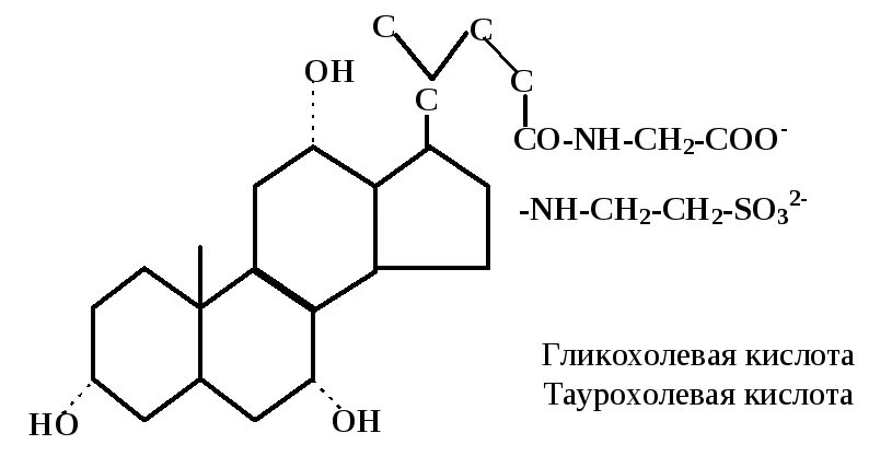 Вторичные желчные кислоты. Гликохолевая кислота биологическая роль. Таурохолевая кислота. Таурохолевая кислота получение. Таурохолевая кислота функции.