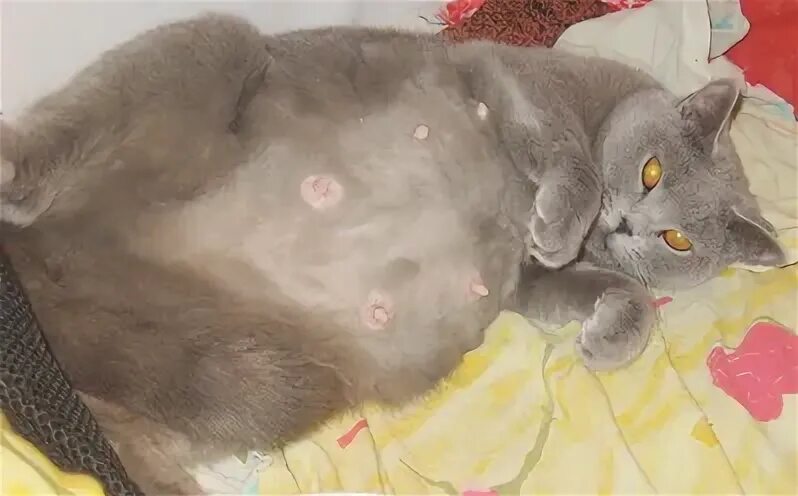 Беременность кошки на ранних сроках