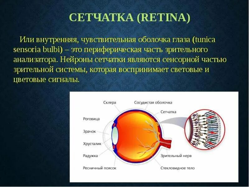 Зрение зависит от состояния сетчатки. Нейроны сетчатки. ассоциативные клетки сетчатки. периферическая часть сетчатки.