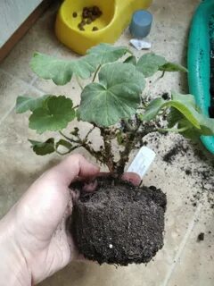 Пересаживаем герань весной
