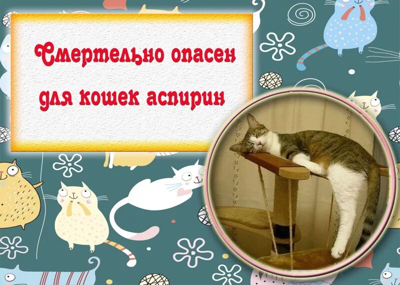 Интересные факты о кошках и котах. Факты о кошках. интересные факты о котах. интересные кошки. интересные факты о кошках для детей.