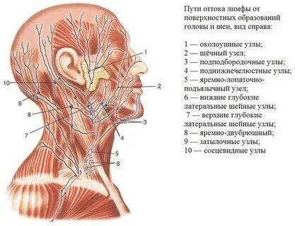 Головные лимфоузлы