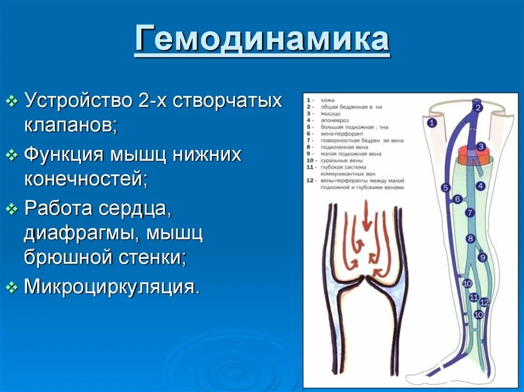 Гемодинамика нижних конечностей. Механизм гемодинамики вен нижних конечностей. Гемодинамика варикозной болезни нижних конечностей. Гемодинамика у детей