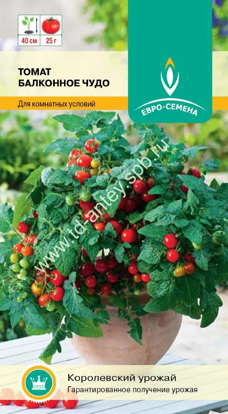 Садко семена. СЕДЕК томат оконно-балконный. Балконное чудо помидоры СЕДЕК. Семена томат балконное чудо. Балконное чудо томат высота.