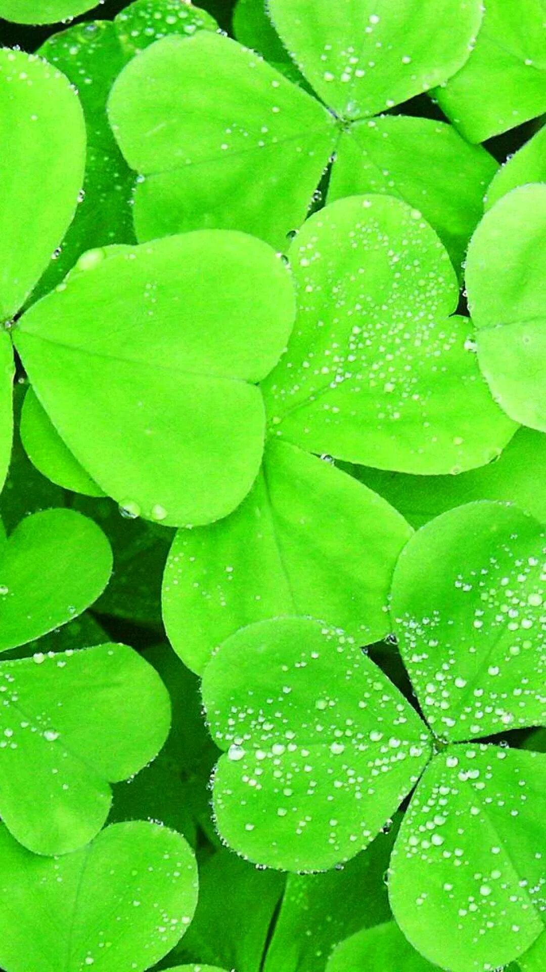 четырёхлистный клевер символ. что поставить на заставку телефона для удачи. символы удачи и успеха. инь янь feng shui. четырёхлистный клевер символ.