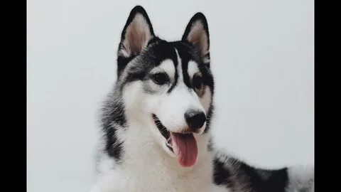 1 собака хаски