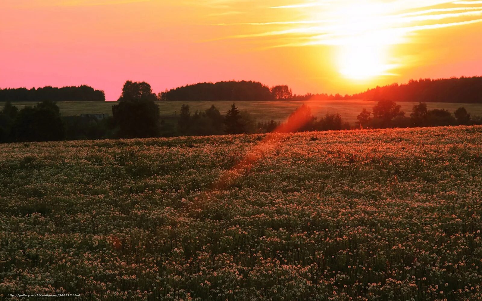 рассвет солнца. красивый закат в деревне. природный парк куркино люпиновое поле. деревенский пейзаж. закат на фоне домов.