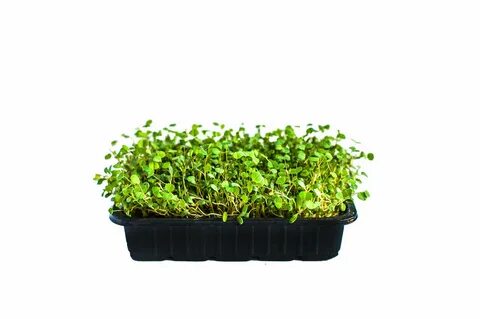 Микрозелень ижевск
