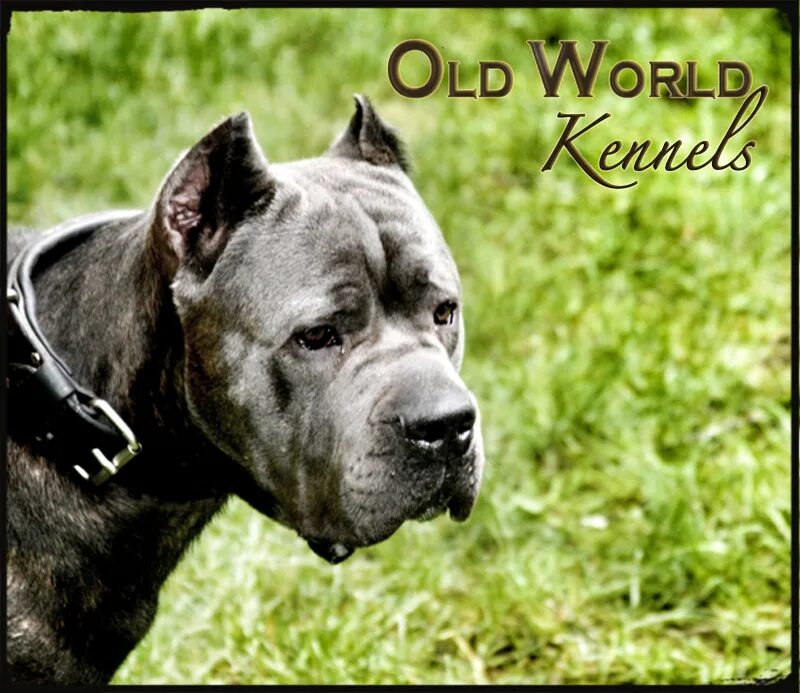 Имена собаки кане корсо. Имена собаки кане корсо. Имена для собак мальчиков кане корсо. Имена собаки кане корсо. Дель корсо чебоксары.